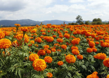 Atienden Floricultores en México, la Gran Demanda de Producto Durante el Día de Muertos