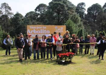 Inicia Alcaldía de Tlalpan CDMX, Corte y Venta de Árboles Naturales de Navidad
