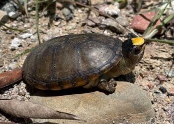 Avance Inmobiliario sin Orden, Amenaza a la Tortuga «Casquito» en Puerto Vallarta