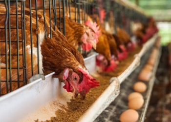 El Consumo de Carne de Pollo y Huevo en México es Seguro: Agricultura