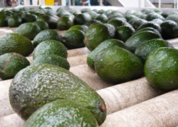 México, Líder Mundial en Exportación de Mango y Aguacate Debido a Proyectos Sustentables: Arnulfo R. Gómez