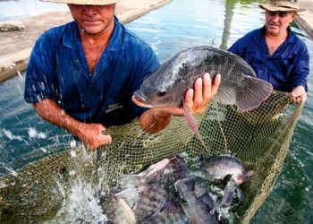 Apoyos Directos a Productores, Impulsaron la Producción de Alimentos y el Bienestar en el Campo