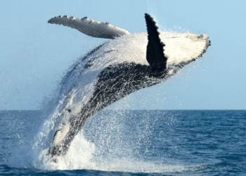 Las Ballenas Preguntan a SEMARNAT, si las prefieren a Ellas o al gas